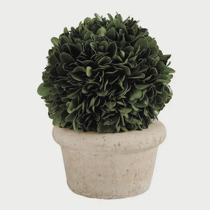 Topiary Boxwood-Small 4"x 5"
