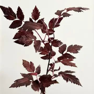 Faux Plum Cimicifuga Ramosa Leaf Spray - 19.5"