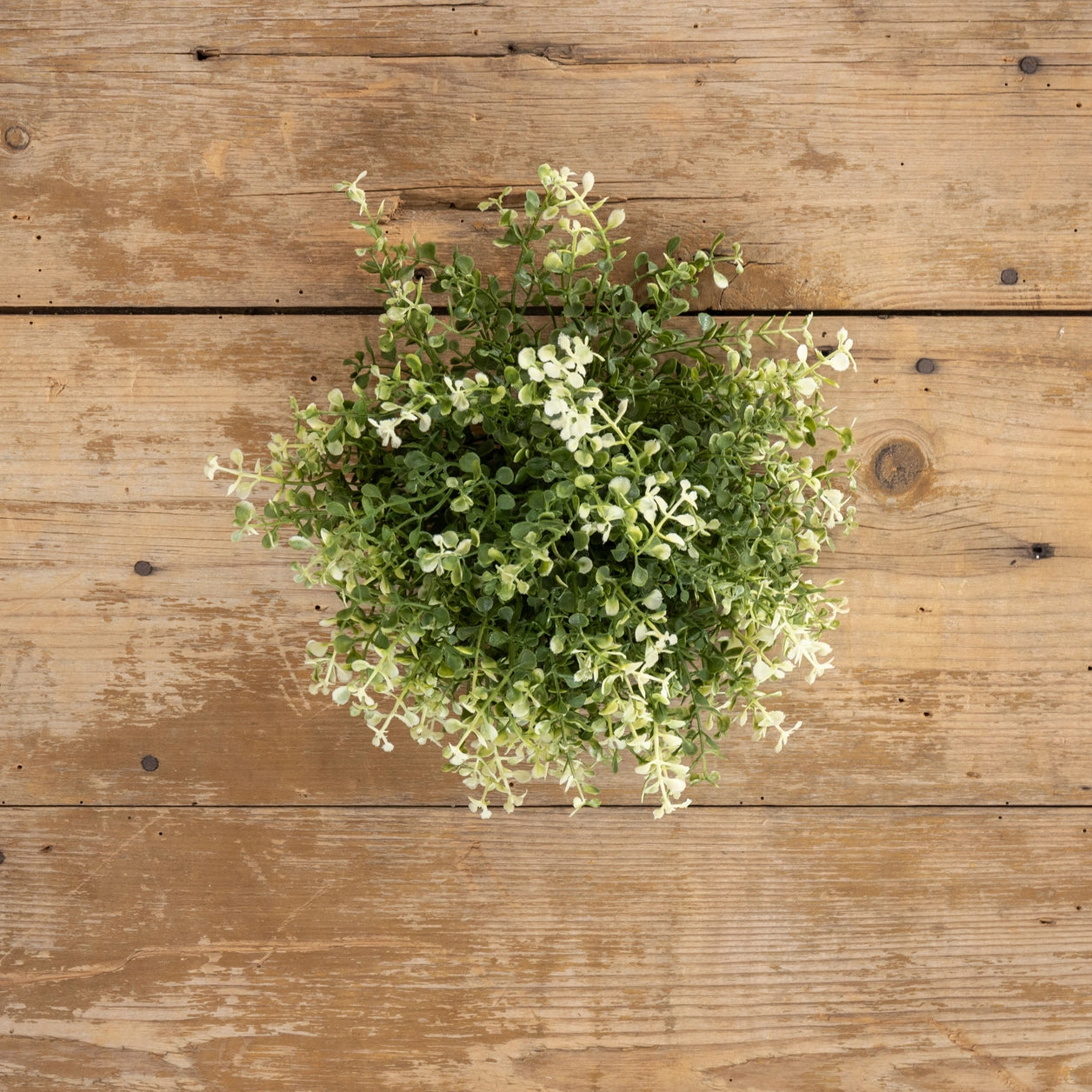 7" Baby's Grass Half Ball