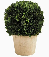 Preserved Boxwood Topiary 12" x 8"
