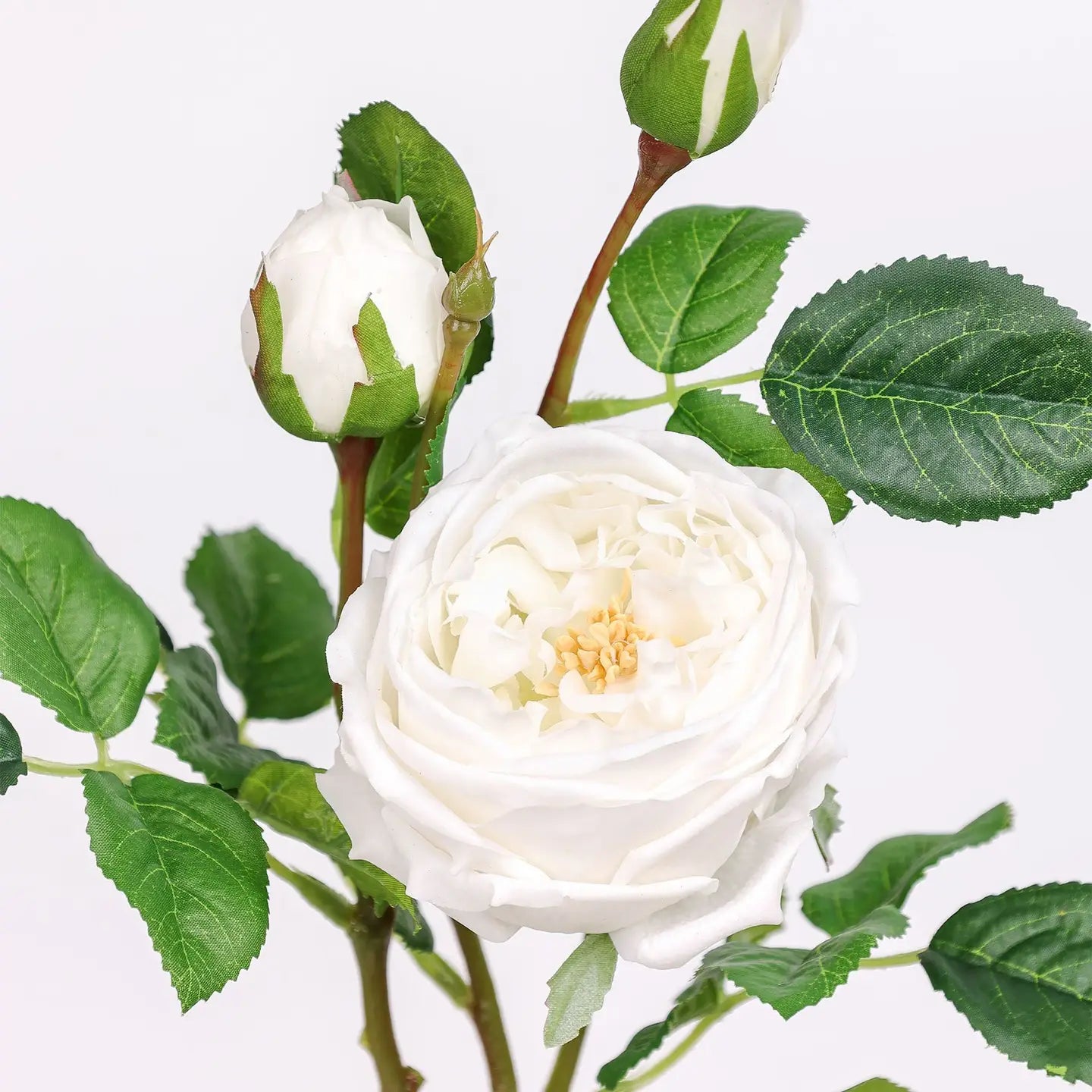 30" 3-Head Real Touch English Austin Cabbage Rose Stem- White